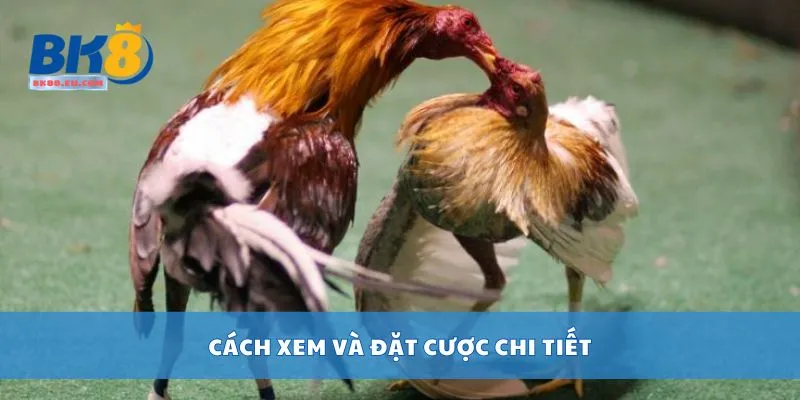 Cách xem và đặt cược chi tiết