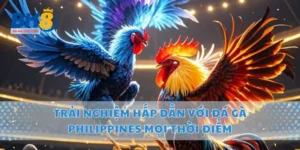 Trải nghiệm hấp dẫn với đá gà Philippines mọi thời điểm