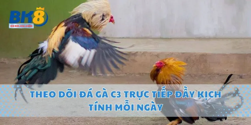 Theo Dõi Đá Gà C3 Trực Tiếp Đầy Kịch Tính Mỗi Ngày