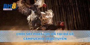 Chơi Sát Phạt Cực Đã Tại Đá Gà Campuchia Trực Tuyến