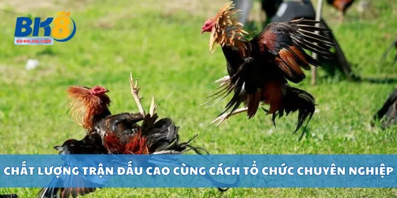 Chất lượng trận đấu cao cùng cách tổ chức chuyên nghiệp