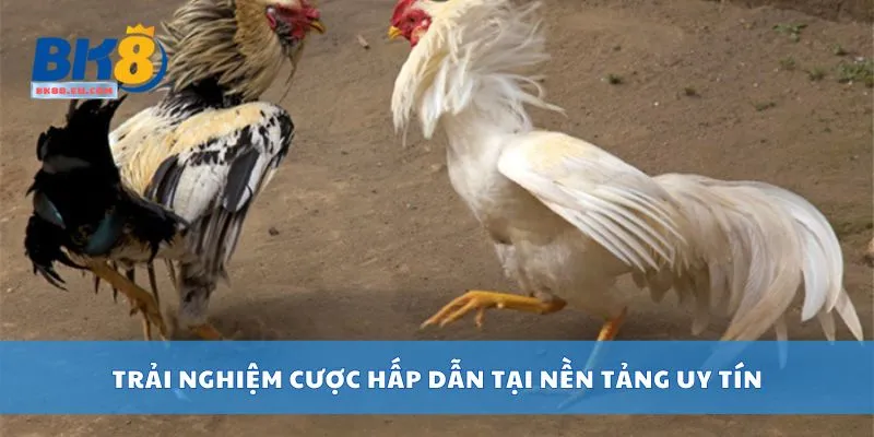 Trải nghiệm cược hấp dẫn tại nền tảng uy tín
