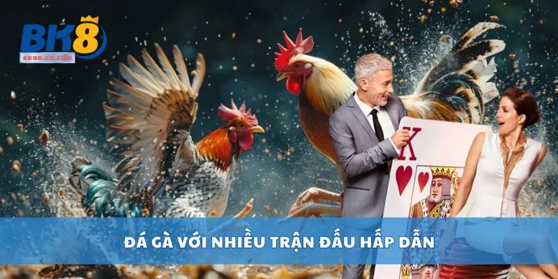 Đá gà với nhiều trận đấu hấp dẫn